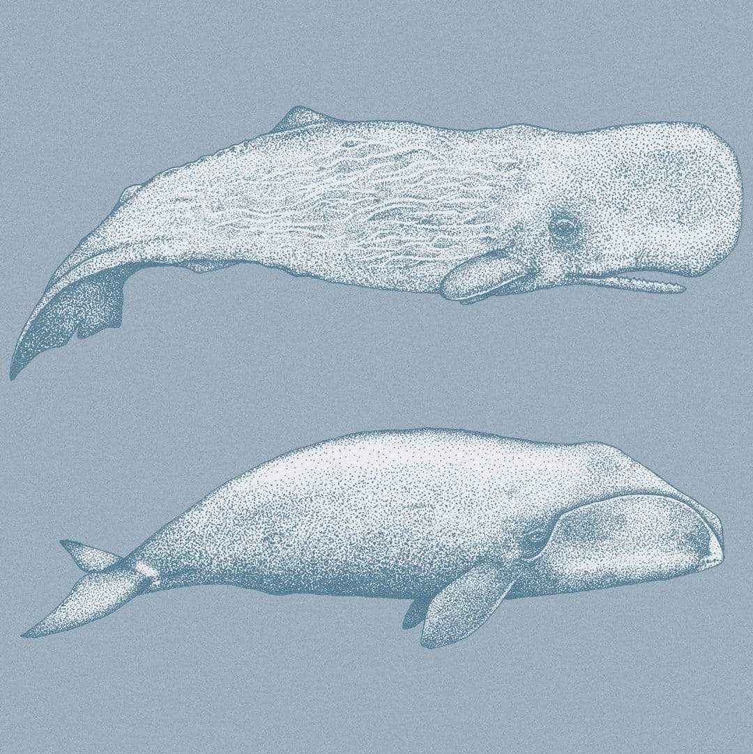 Whale Species Blue Art Print by Nathan Miller