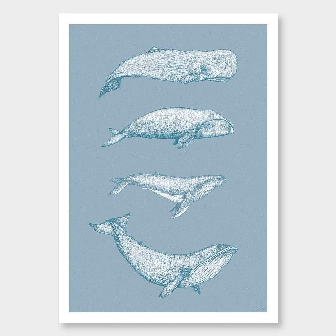 Whale Species Blue Art Print by Nathan Miller