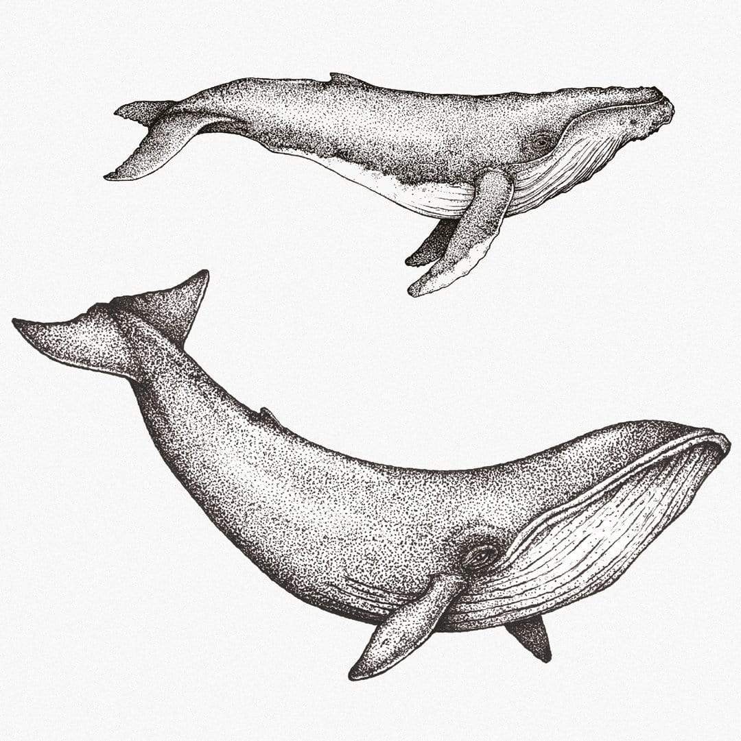 Whale Species Natural Art Print by Nathan Miller