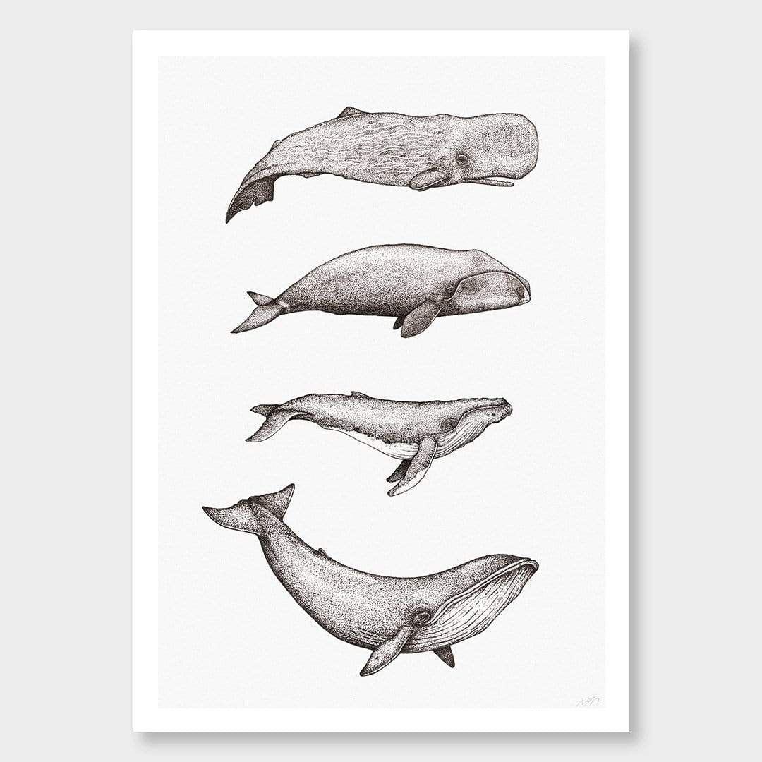 Whale Species Natural Art Print by Nathan Miller