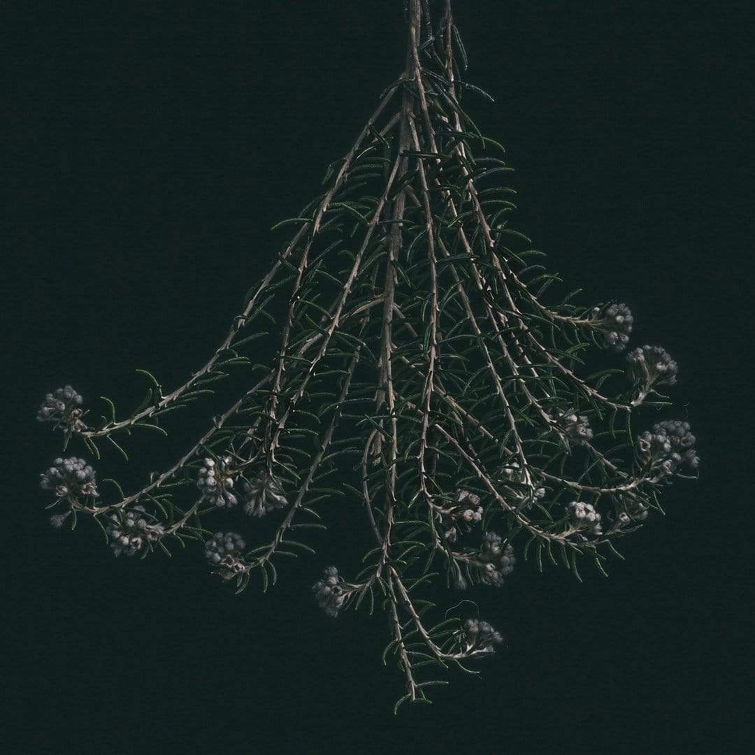 Wildflower Photographic Print by Maegan McDowell