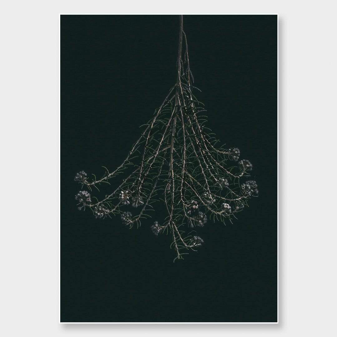 Wildflower Photographic Print by Maegan McDowell